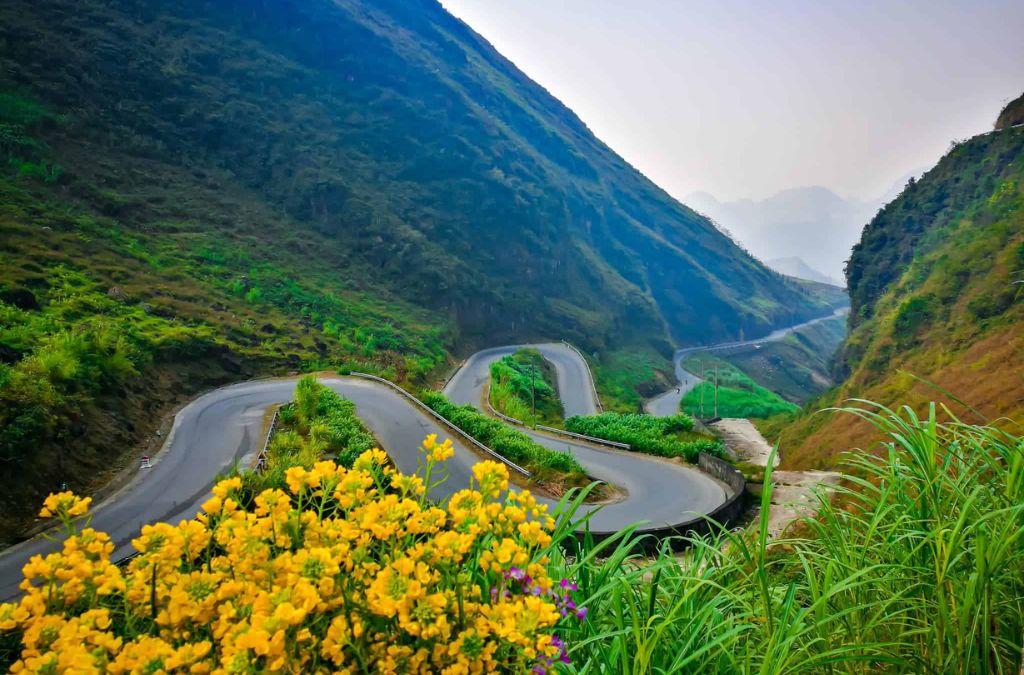 Hoa vàng nở bên cung đường đèo Mã Pí Lèng