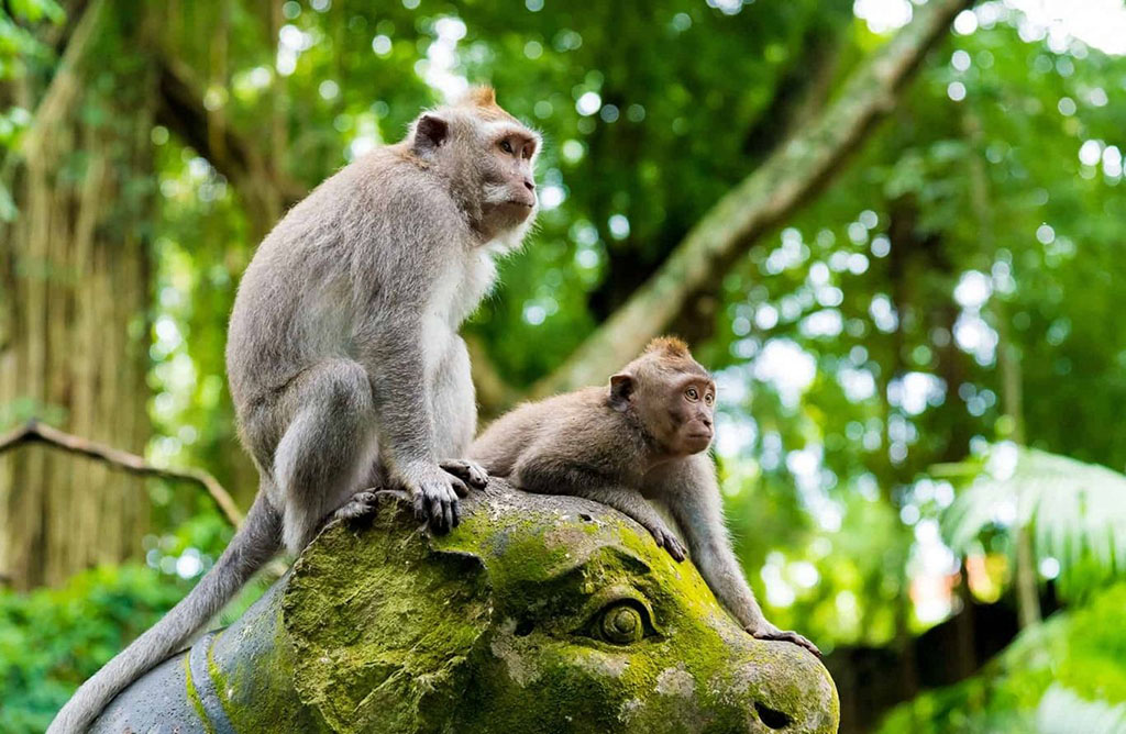 Công viên Khỉ Ubud tại Bali