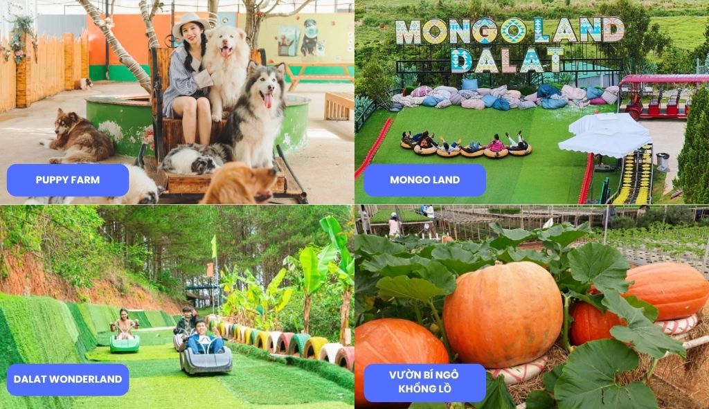 Du lịch Đà Lạt cho gia đình, trẻ nhỏ với những địa điểm phù hợp Puppy Farm, Mongo Land, Dalat Wonderland, Vườn bí ngô khổng lồ