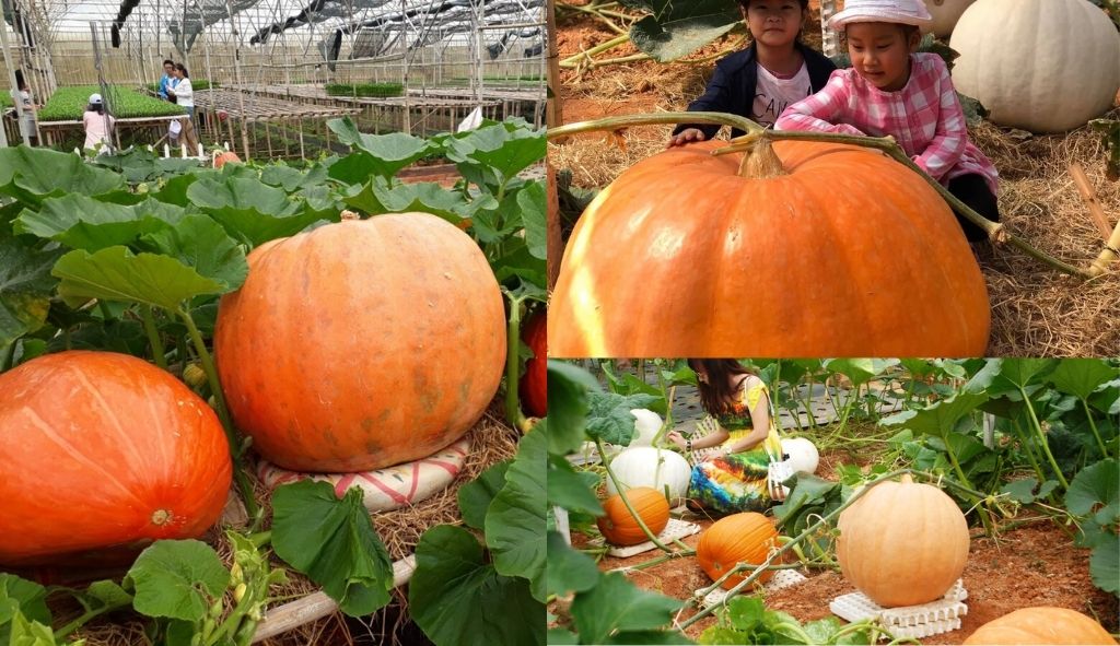 Những quả bí ngô khổng lồ tại Vườn bí ngô khổng lồ ở Đà Lạt