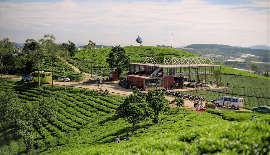 Những luống chè xanh trải dài tại Đồi chè Cầu Đất Farm Đà Lạt