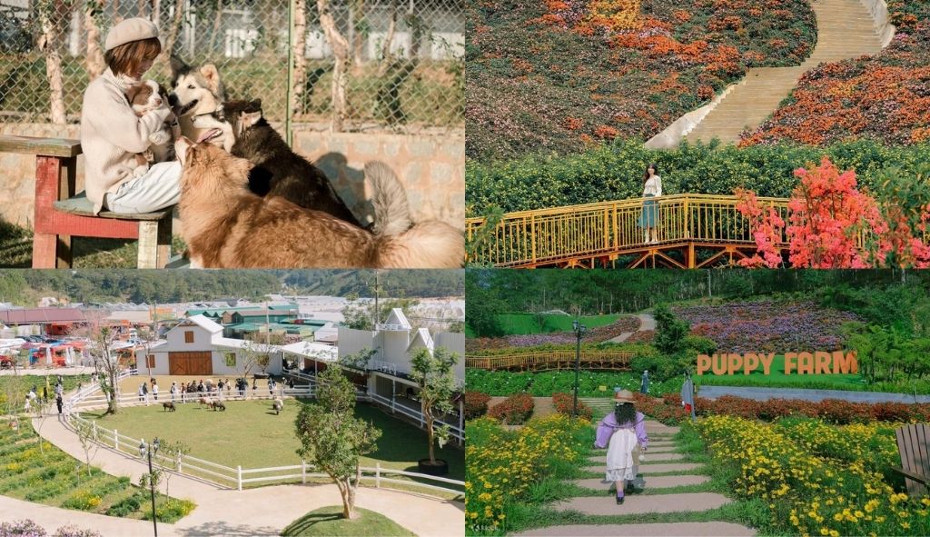 Nông trại Puppy Farm với nhiều giống chó dễ thương tại Đà Lạt
