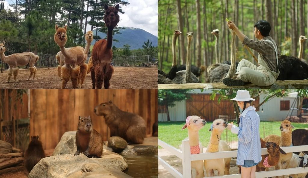 Vườn thú ZooDoo Đà Lạt với các loài động vật đáng yêu và không gian xanh mát tại Đà Lạt