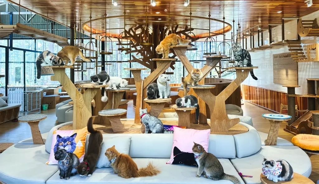 Các em chó mèo tại Pawsome Haven (Trạm cứu hộ & Cà phê Thú cưng)