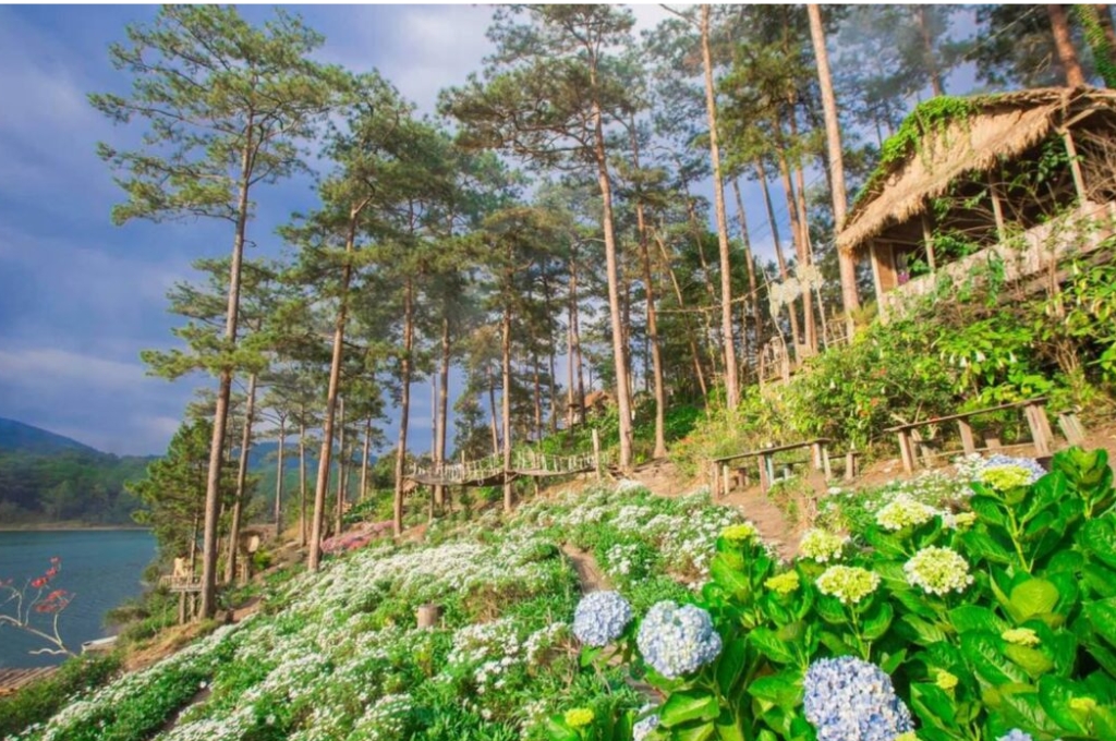 Happy Hill Đà Lạt với những khóm hoa cẩm tú cầu xanh trắng