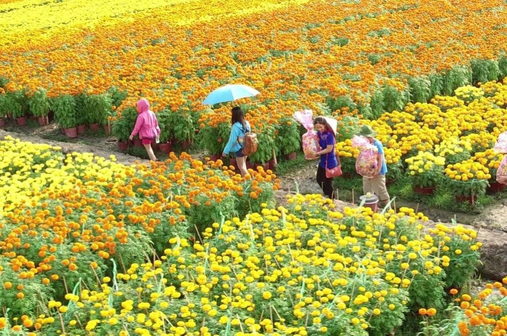Làng hoa Thái Phiên Đà Lạt với những luống hoa cúc vàng, cam trải dài