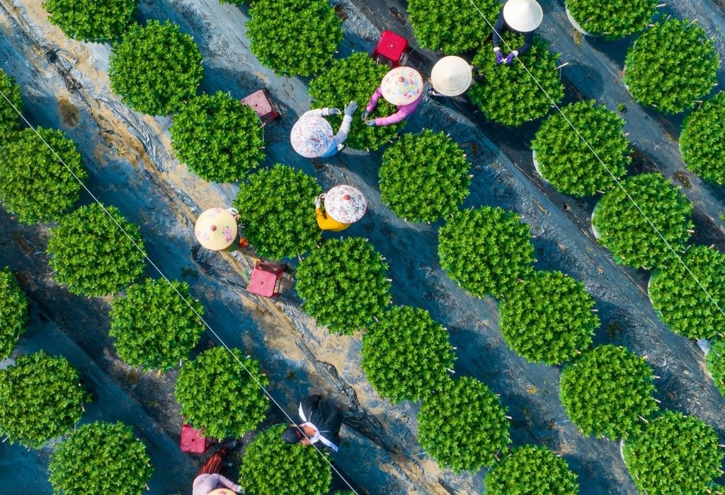 Làng hoa Dương Sơn