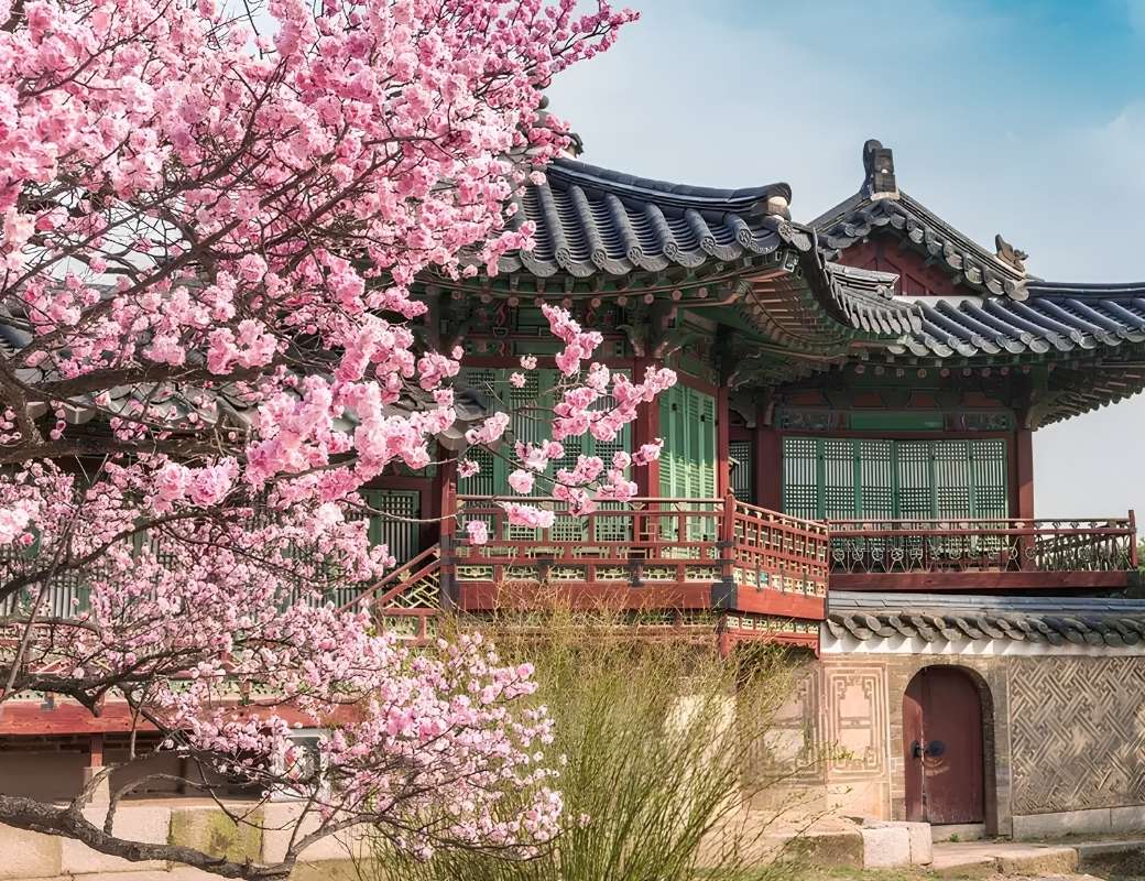 Hoa anh đào nở rộ tại Hàn Quốc vào mùa xuân