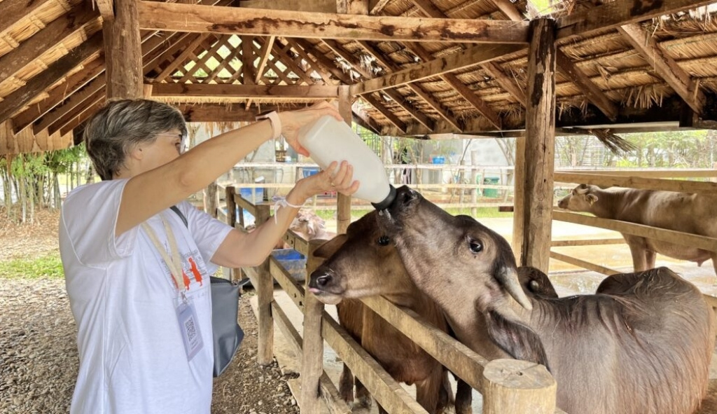 Tham quan và tìm hiểu về trại sữa trâu Buffalo Dairy Farm