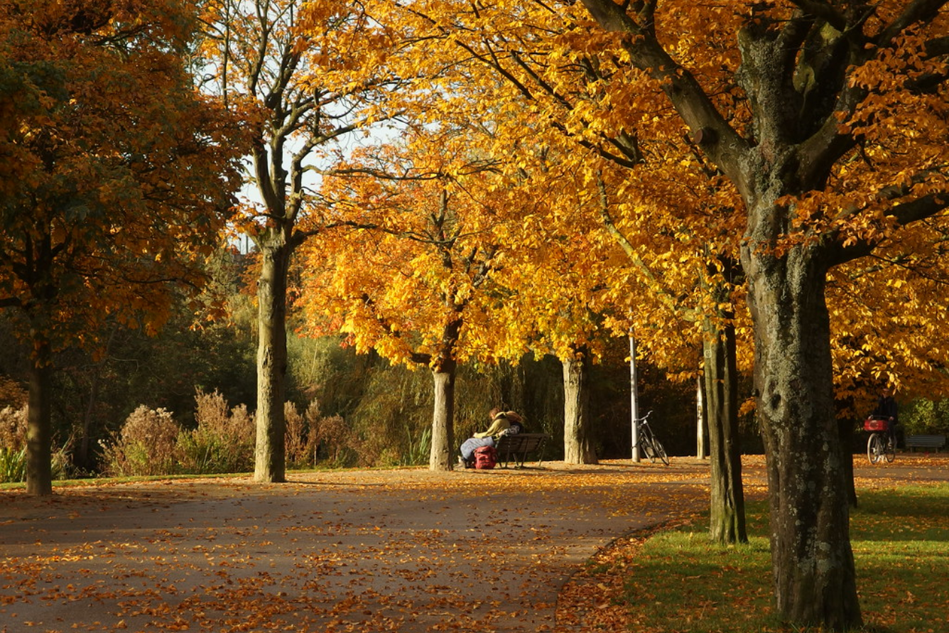 Top 5 địa điểm du lịch mùa thu ở Hà Lan: Khám phá “xứ hoa tulip” chuyển  mình sang thu