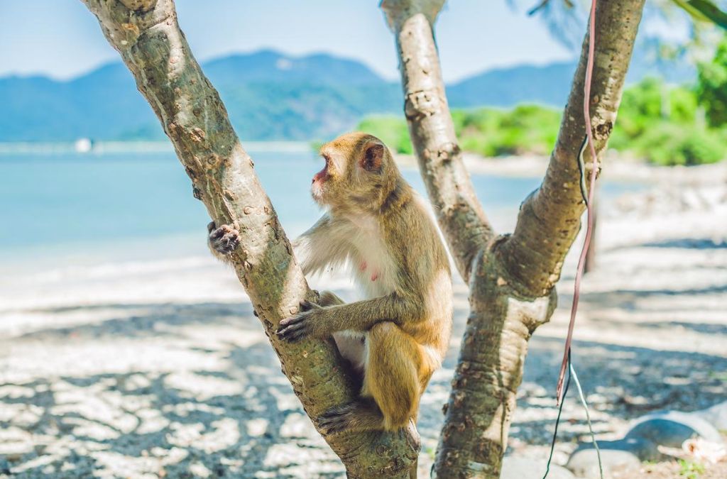 Khỉ ngồi trên cây tại Đảo Khỉ Nha Trang