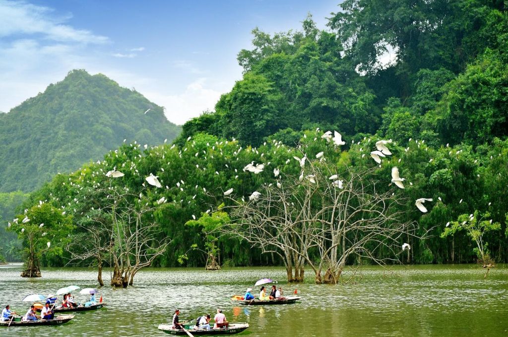 Đàn chim trắng đậu trên cây giữa hồ nước tại vườn chim Thung Nham Ninh Bình