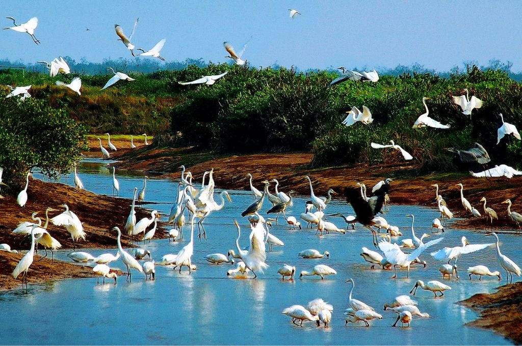  Đàn chim nước trắng bay trên vùng đất ngập nước và thảm thực vật ven hồ