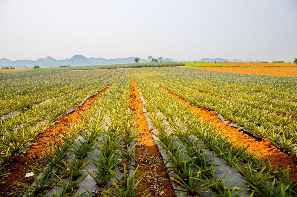 Những hàng dứa xanh thẳng tắp trên đồi dứa Tam Điệp Ninh Bình