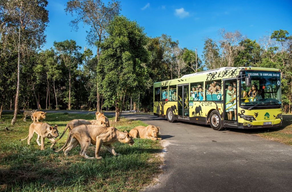 Xe buýt tham quan đàn hươu tại Vinpearl Safari Phú Quốc