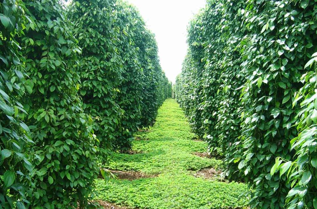 Những hàng tiêu xanh thẳng tắp tại Phú Quốc
