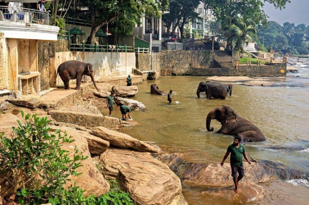 Trại voi Pinnawala