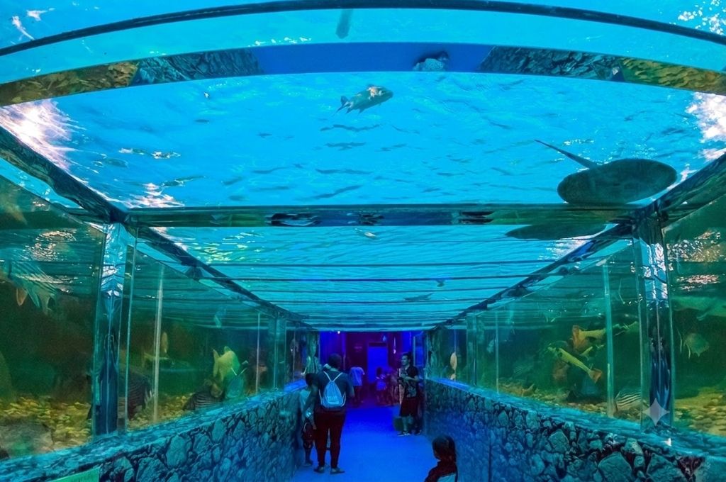 Khu vực hầm kính dưới nước tại thủy cung Monster Aquarium