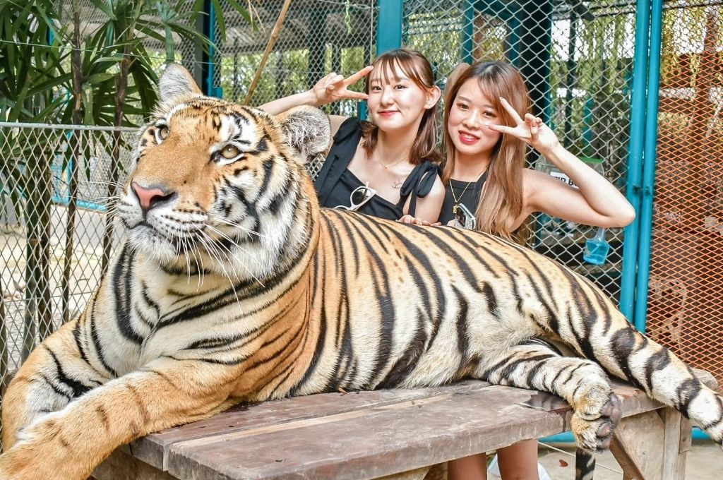 Chụp những bức ảnh để đời cùng những chú hổ Bengal dũng mãnh ở nhiều độ tuổi khác nhau tại Công viên Tiger Park Pattaya.