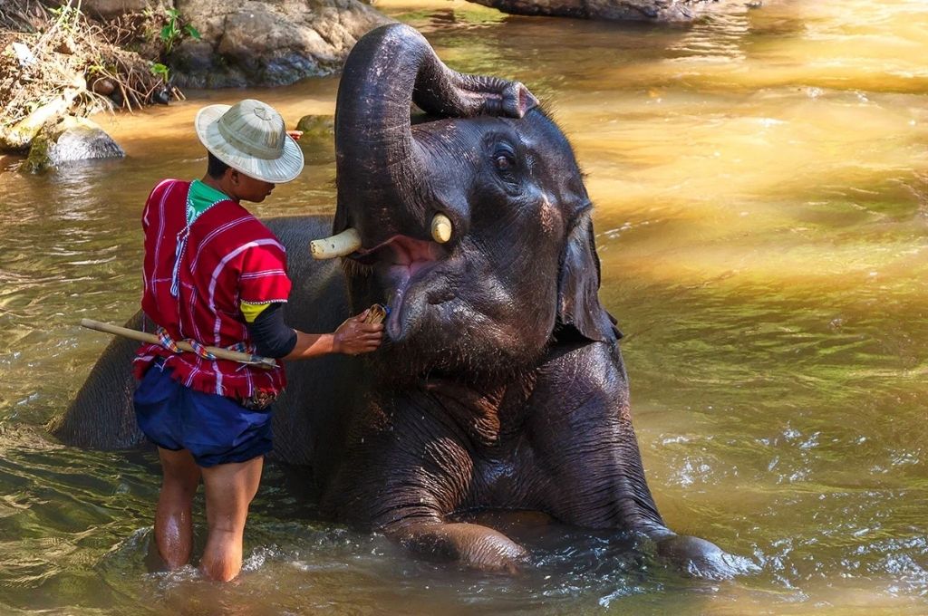 Đến với Trại voi Maesa (Chiang Mai), bạn sẽ có cơ hội được tương tác với voi ở khoảng cách rất gần.