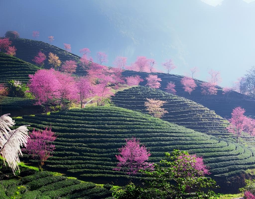 Hoa mai anh đào nở theo mùa giữa những luống chè xanh tại Đồi chè Cầu Đất.