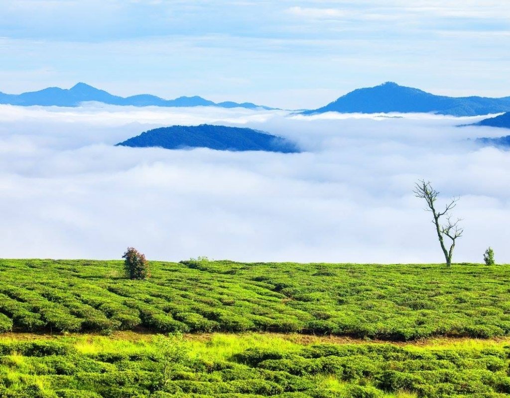 Biển mây bao phủ Đồi chè Cầu Đất vào sáng sớm, phía trên là những luống chè xanh và trụ điện gió.