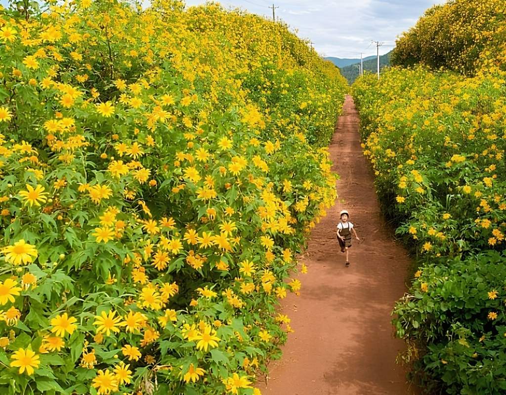 Hoa dã quỳ vàng nở ven đường dẫn đến Đồi chè Cầu Đất.