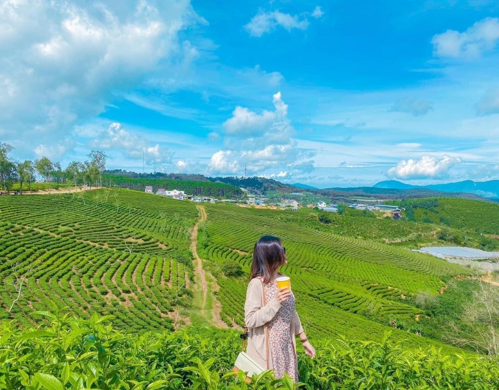 Du khách check-in giữa những luống chè xanh tại nương chè Cầu Đất Đà Lạt.