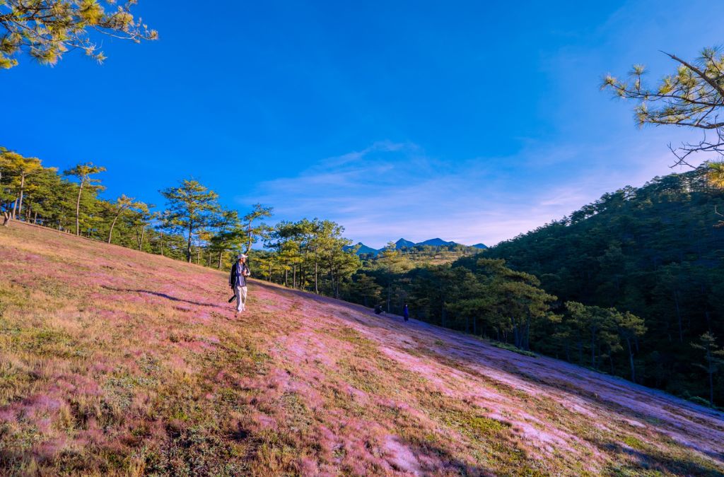 Đồi cỏ hồng Thung Lũng Vàng