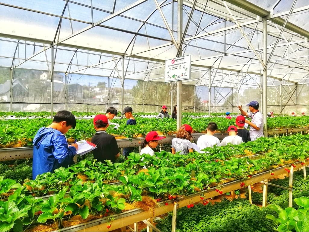 Luống dâu tây nhà kính tại vườn dâu Cô Thảo