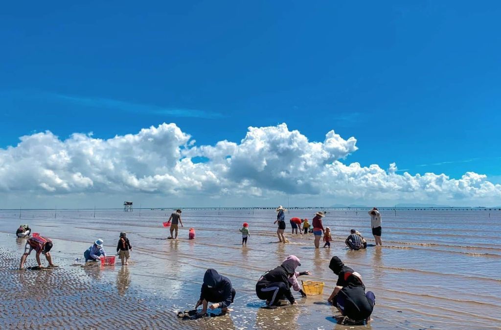Người dân thu hoạch nghêu trên bãi bồi Biển Tân Thành