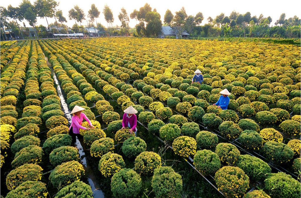Những luống hoa xếp thành hàng tại Làng hoa Sa Đéc