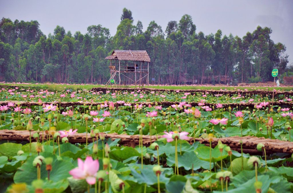 Đồng sen hồng nở rộ giữa vùng quê Đồng Tháp