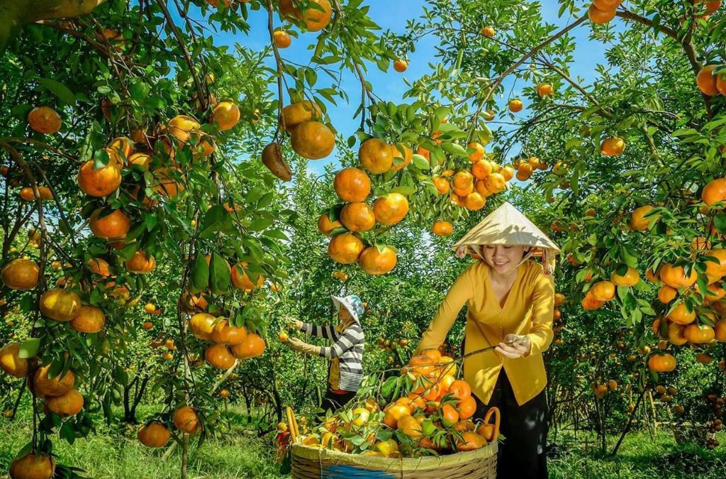 Người thu hoạch quýt trong vườn quýt hồng Lai Vung