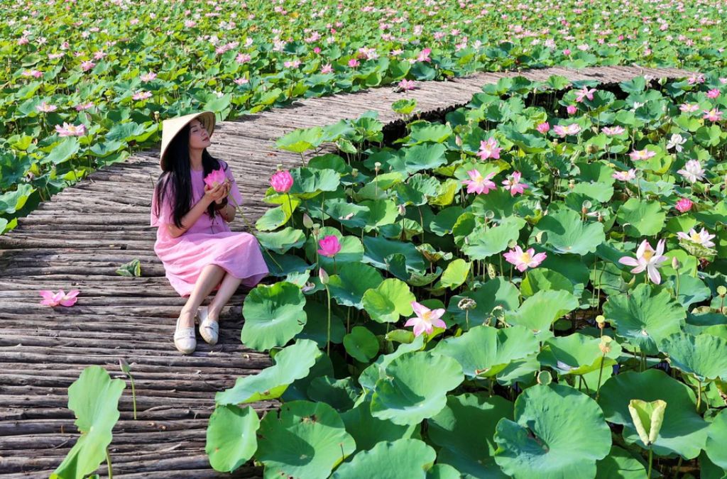 Cô gái chụp ảnh giữa đồng sen Tháp Mười