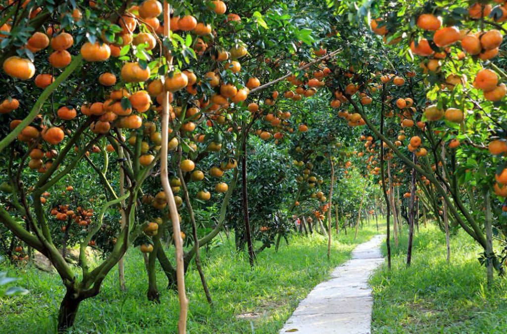 Vườn quýt chín vàng cam tại Đồng Tháp