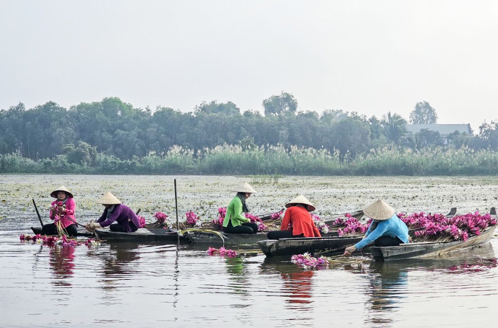 Người dân chèo xuồng hái sen trên đồng nước Đồng Tháp