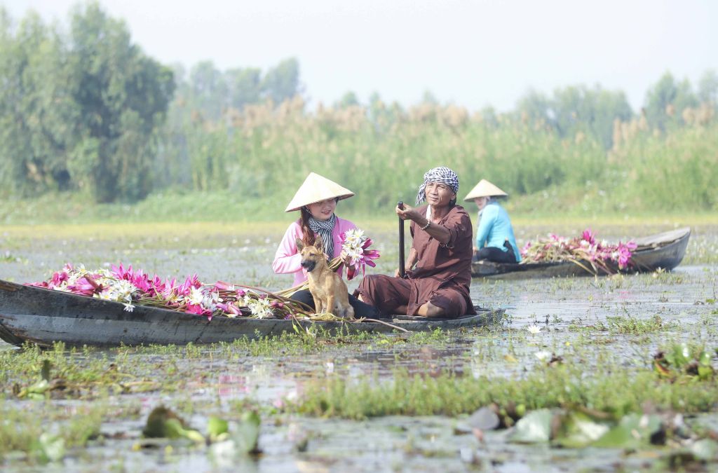 Những chiếc xuồng nhỏ di chuyển giữa đồng sen Đồng Tháp