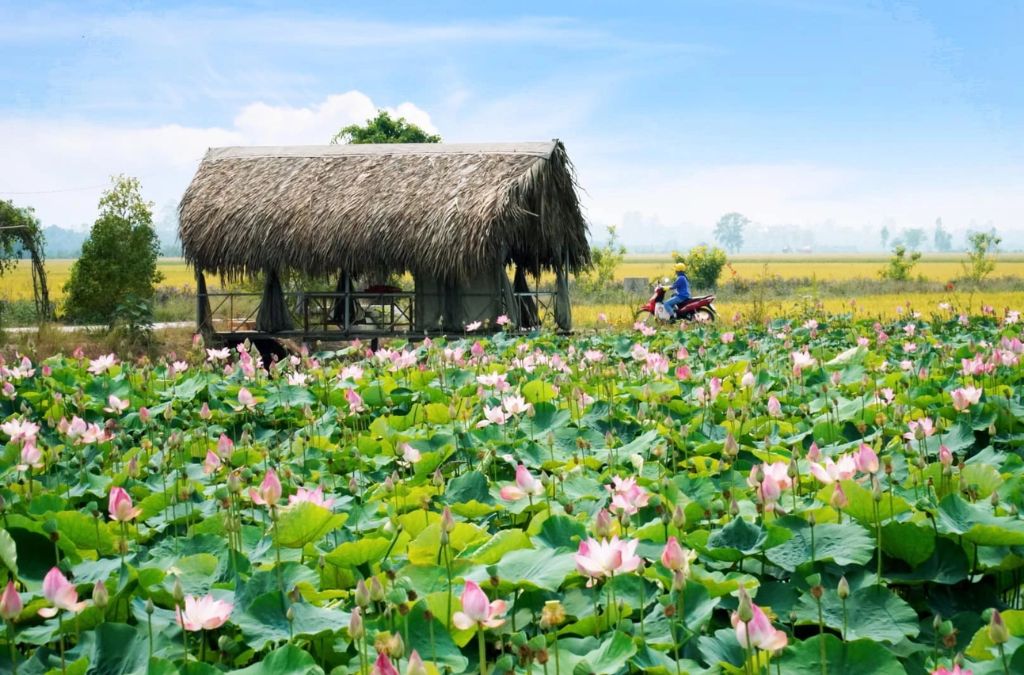 Đồng sen hồng với chòi lá tại Tháp Mười