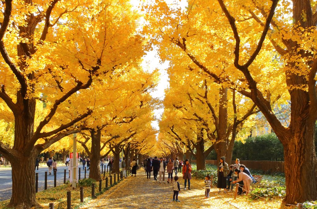 Đại lộ cây bạch quả vàng tại Meiji Jingu Gaien