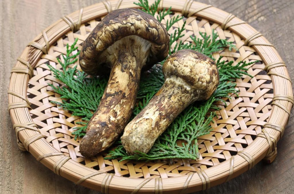 Nấm Matsutake tươi đặt trên rổ tre