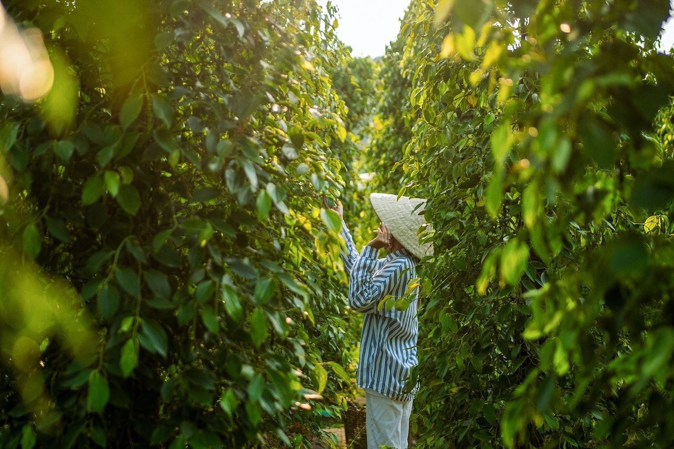 Hình ảnh du khách chụp trong vườn tiêu Phú Quốc