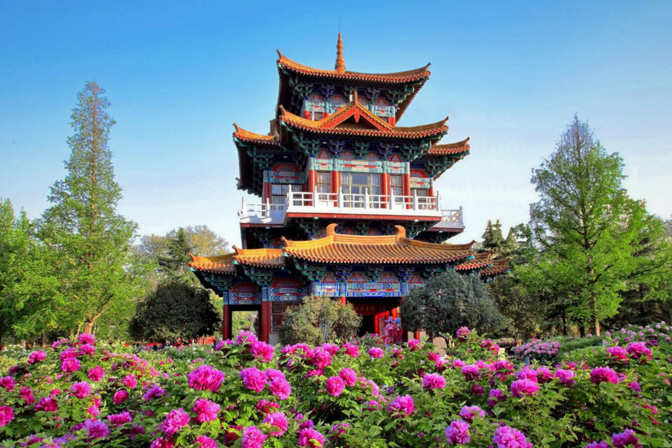 Mùa hoa mẫu đơn ở Lạc Dương