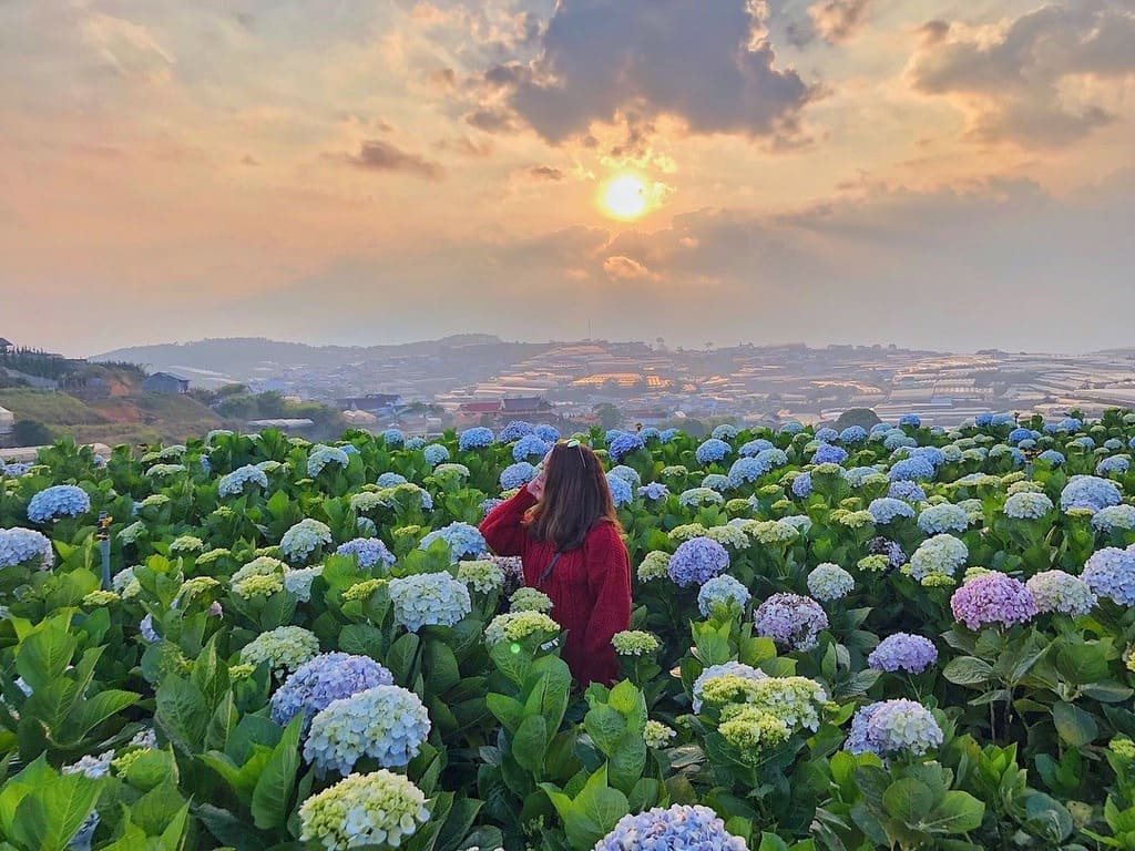 Vườn hoa cẩm tú cầu nở rộ tại Trại Mát Đà Lạt
