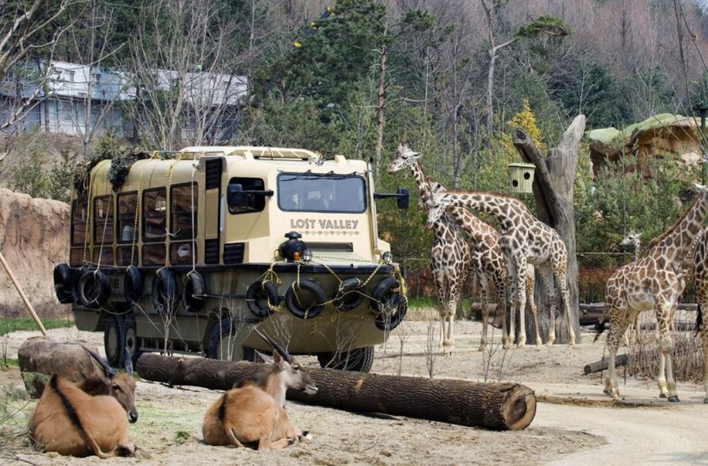 Xe tham quan và đàn hươu cao cổ tại Zootopia Everland