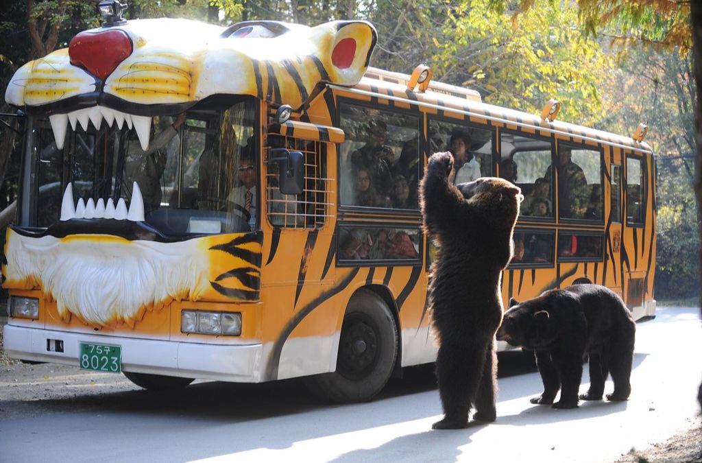 Xe tham quan dừng gần những chú gấu tại Safari World Everland