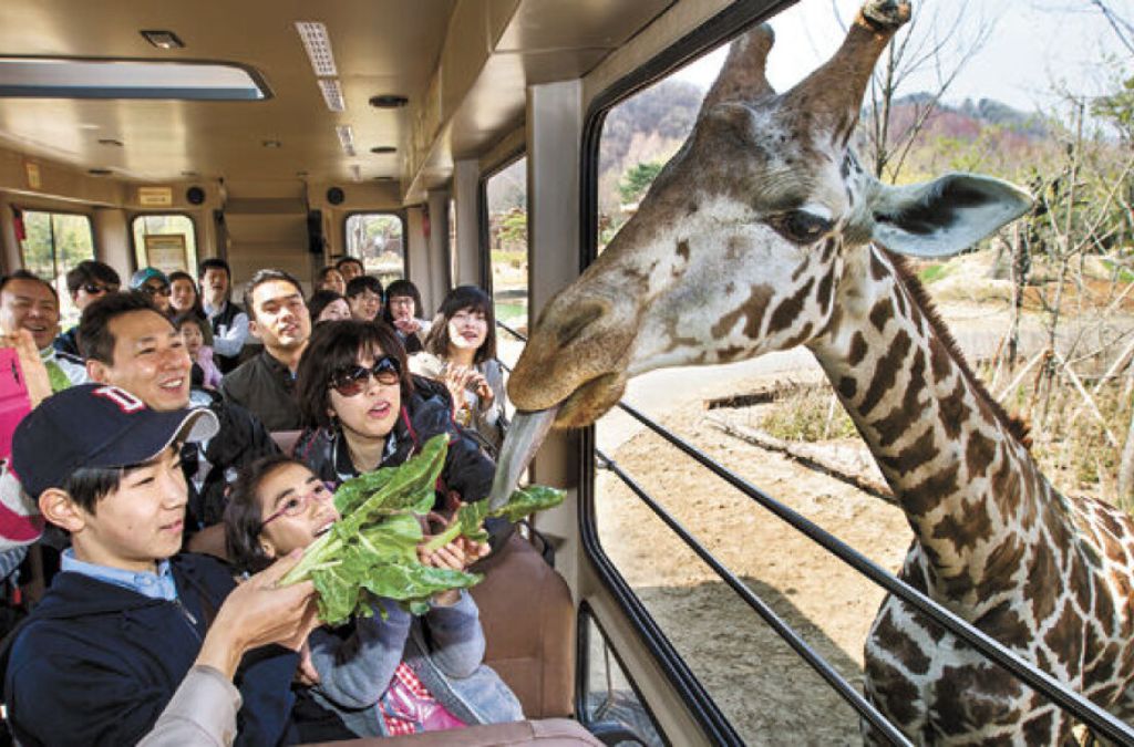 Hươu cao cổ tiến sát xe tham quan tại Lost Valley Everland