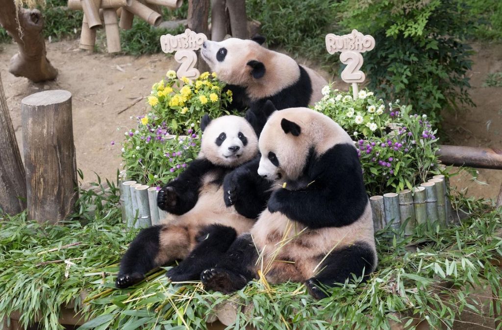 Gia đình gấu trúc tại Panda World Everland