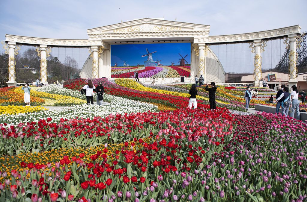 Những luống hoa tulip nhiều màu sắc tại Four Seasons Garden