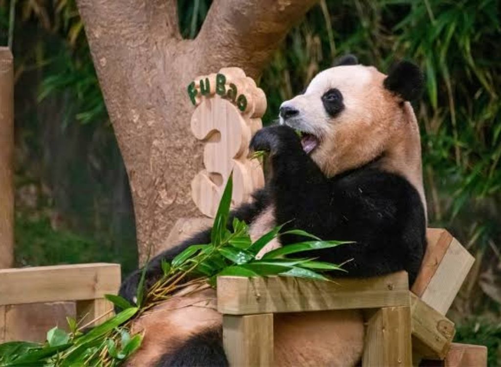 Gấu trúc tại Panda World